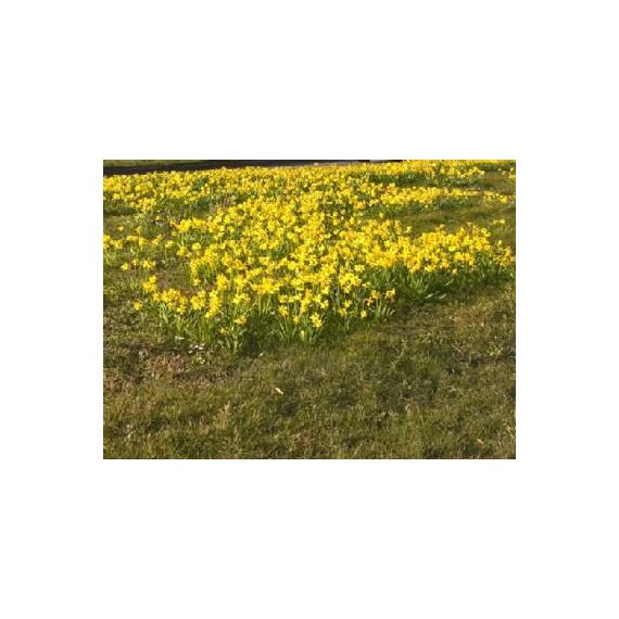 Yellow flowering tufts (+/- 260), image 3